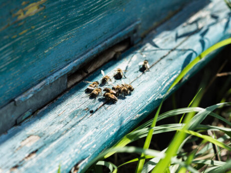 A photo of some bees on blue wood.