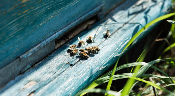 A photo of some bees on blue wood.